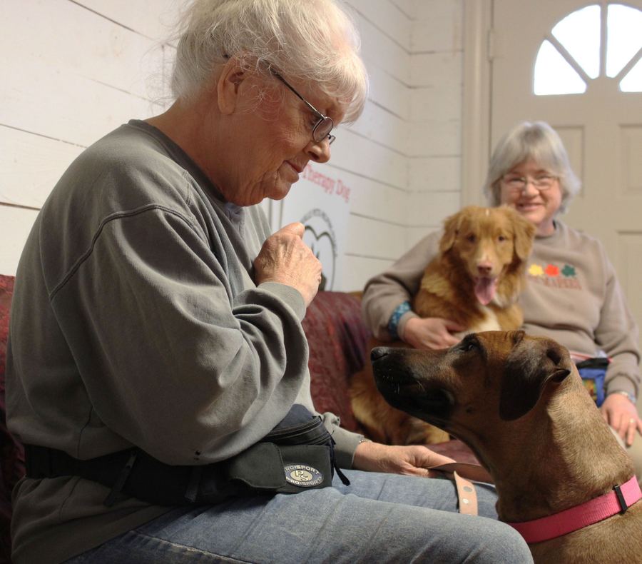 Therapy dogs visiting and comforting people in a care setting