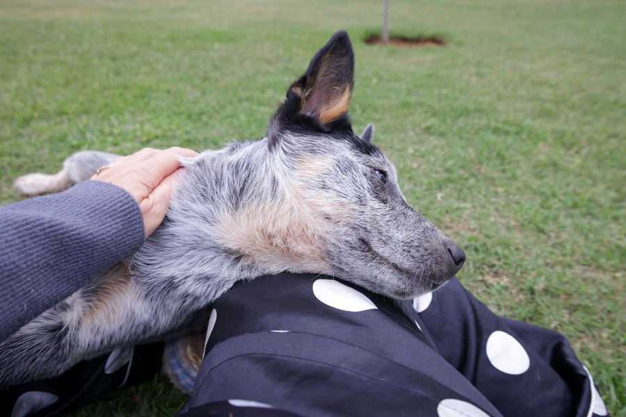 Calm therapy dog resting with a person outdoors